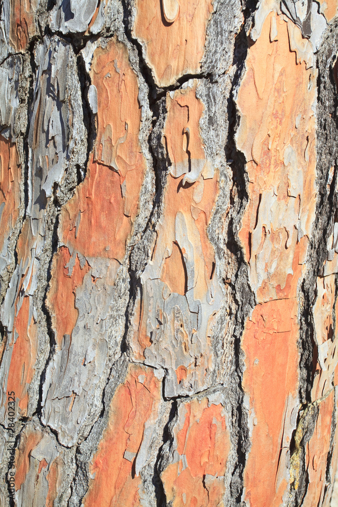 Obraz premium pine tree bark