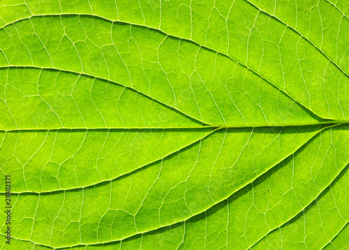 leaf texture