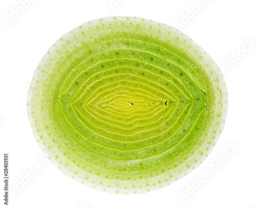 Circle cross-section of green leek isolated on white