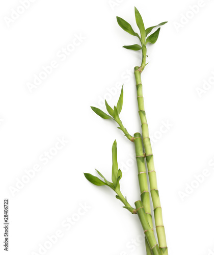 Fototapeta Naklejka Na Ścianę i Meble -  bamboo canes