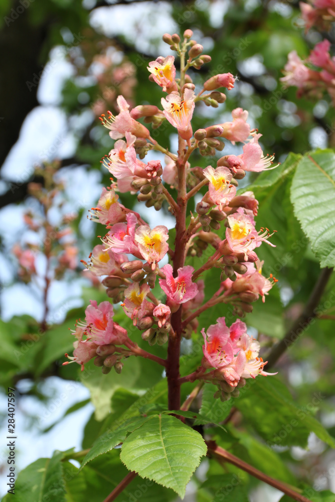 Chestnut tree blossom Chestnut tree blossom