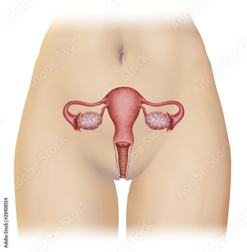 Parte de la figura femenina photo