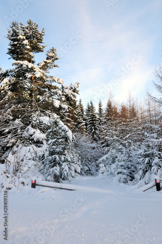 Winter landscape © lophie