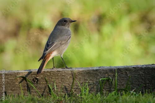 Obraz Zalotny kopciuszek