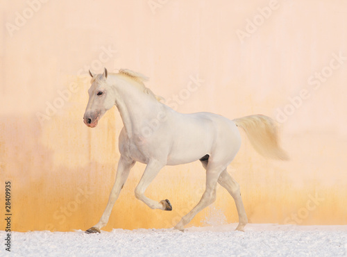 white horse on winter background