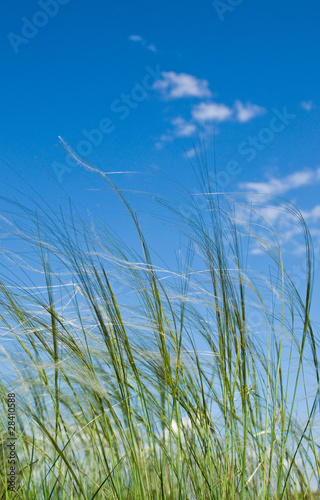 Feather grass against the sky