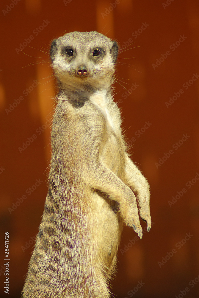 Fototapeta premium Сурикат