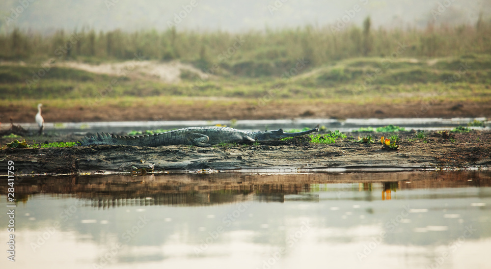 Crocodile Crocodile