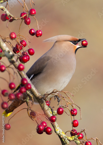 Waxwing eating berry, close-up