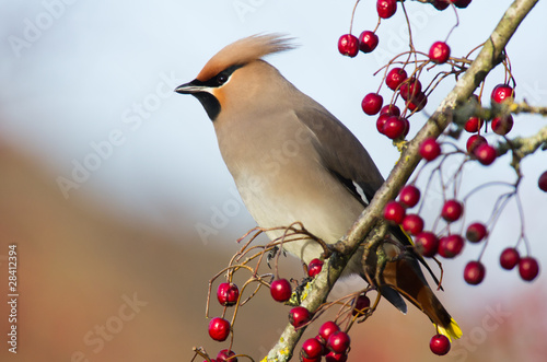 Waxwing close-up photo