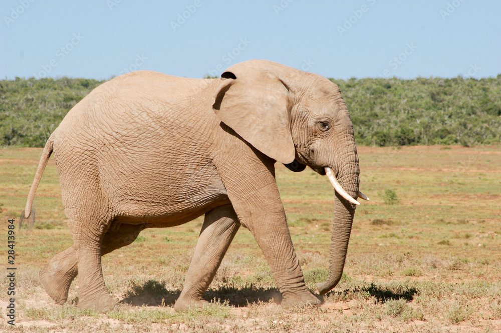 Obraz premium Elefant in Südafrika