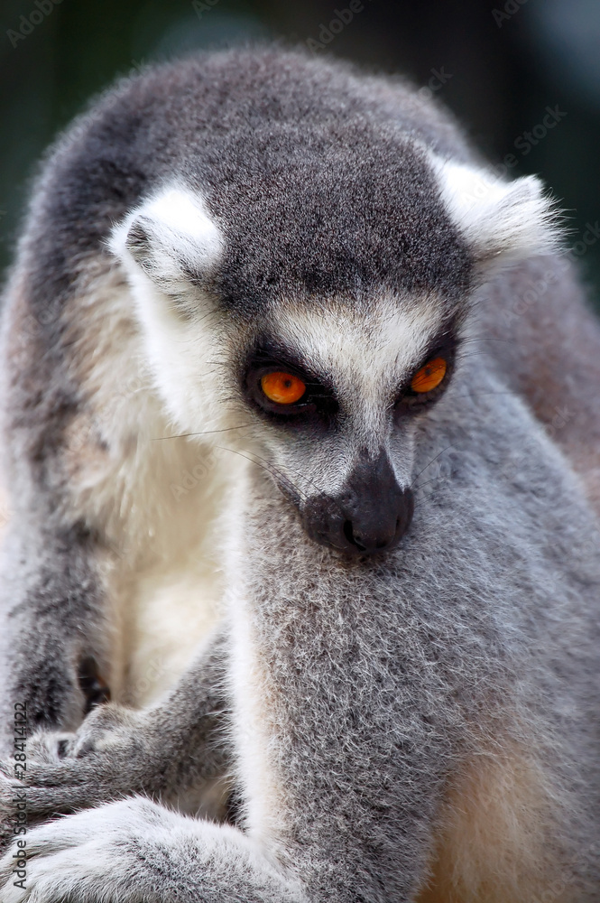 Fototapeta premium Lemur resting