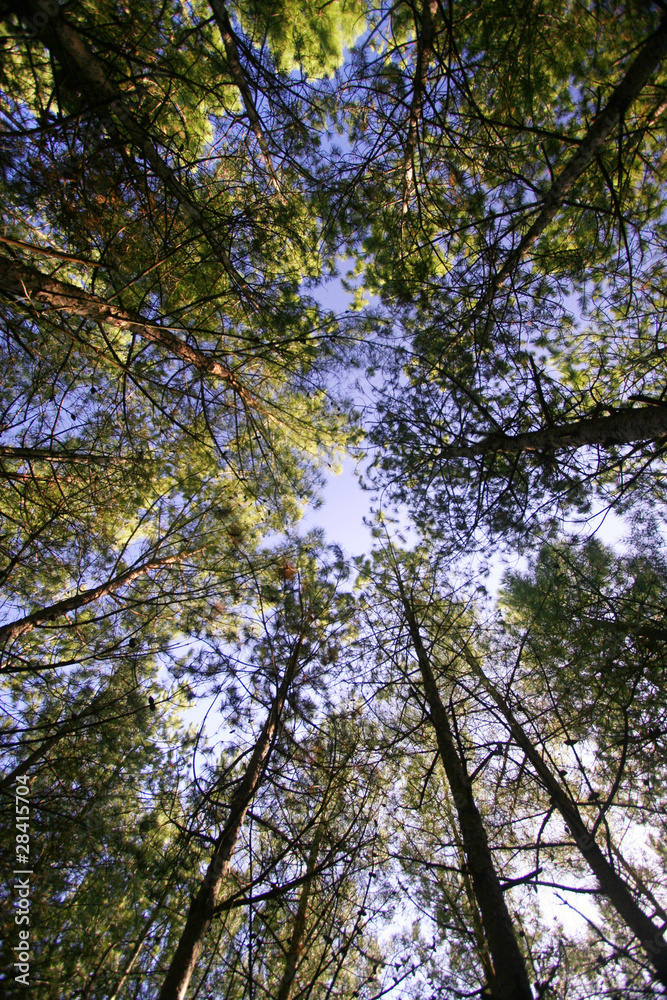 Lying on the grass, staring at the tall trees. Lying on the grass, staring at the tall trees.
