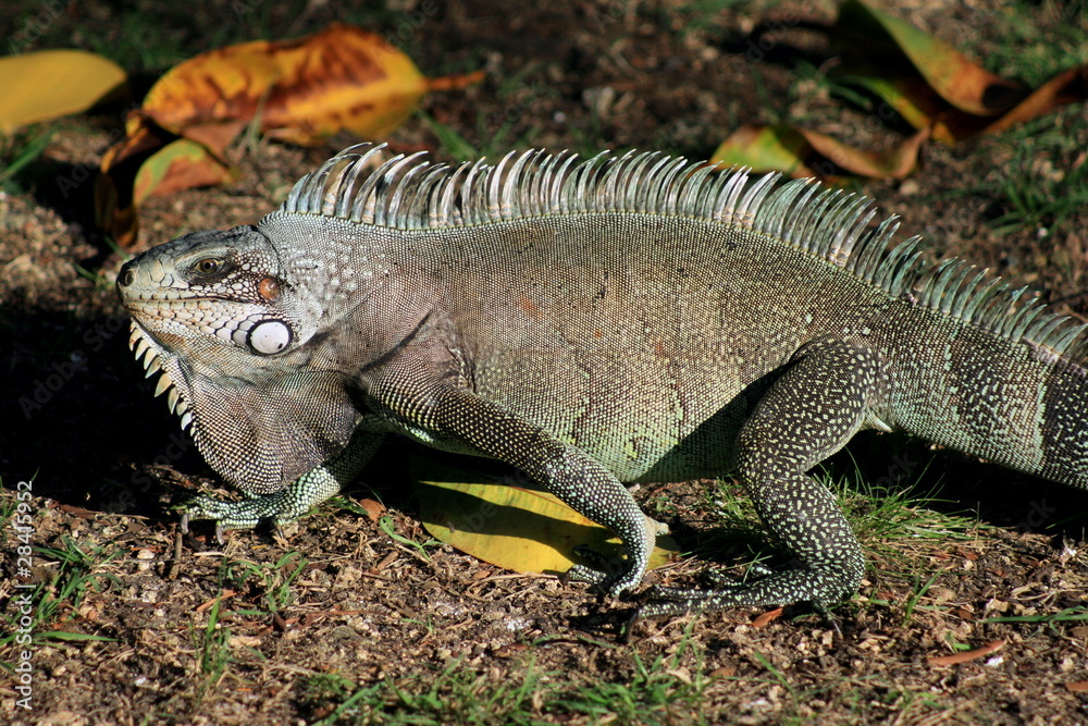 Fototapeta premium Iguane Guadeloupe