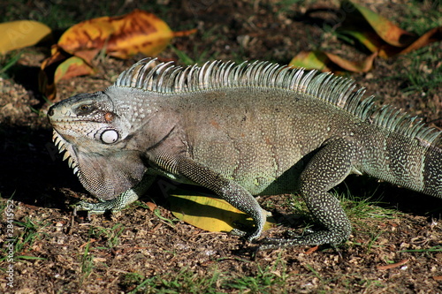 Iguane Guadeloupe photo