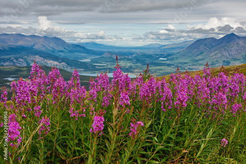 Blooming Yukon Fireweed photo