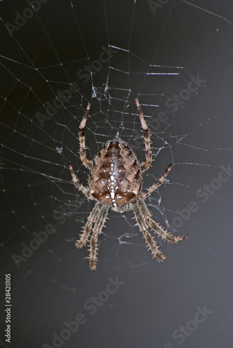Female European garden spider (Araneus Diadematus) on the web