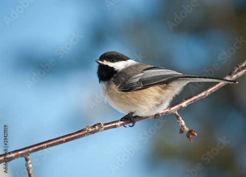 Black-capped Chickadee on a Branch
