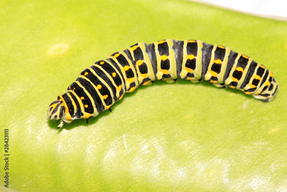 Naklejka premium butterfly larva in a leaf