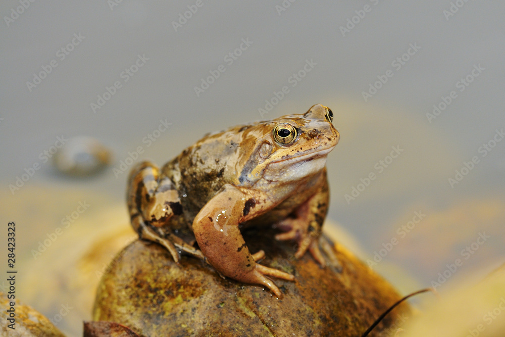 Obraz premium Grasfrosch