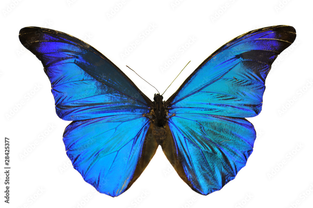 Obraz premium niebieski motyl (Morpho retenor)