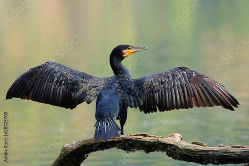 cormorant photo