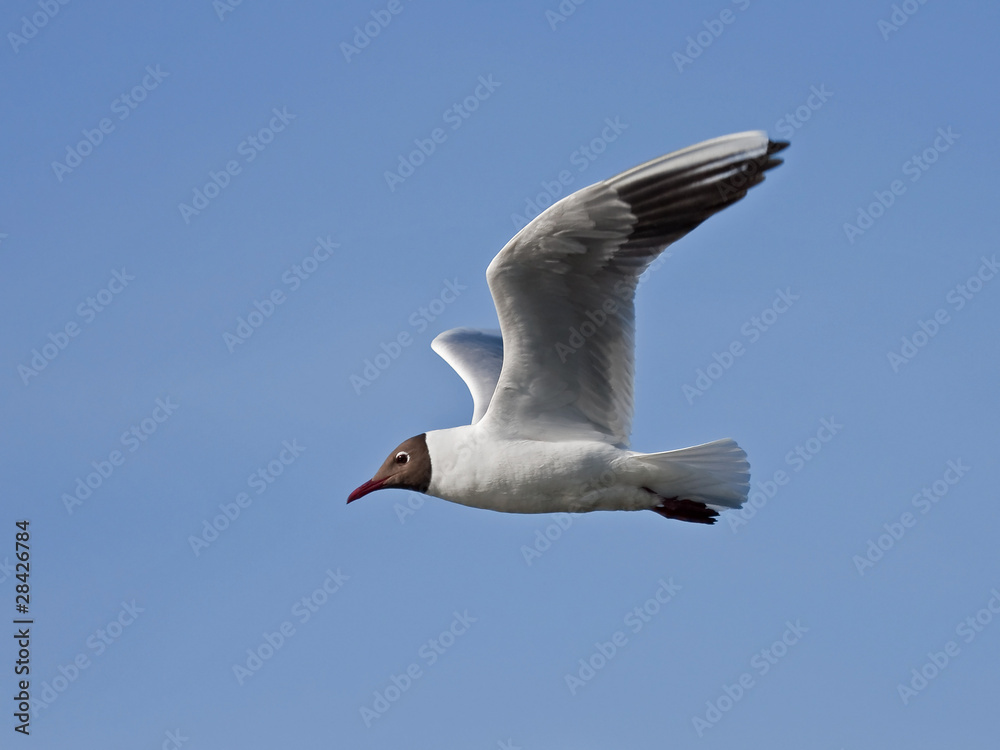 Black-headed gull flying on the blue sky Black-headed gull flying on the blue sky