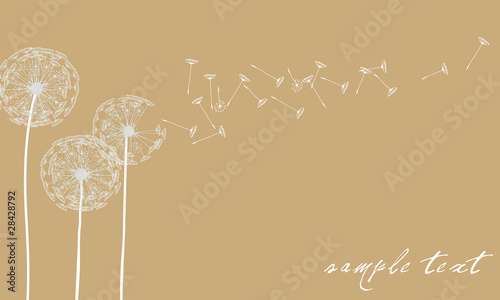 Vector elegant dandelion background