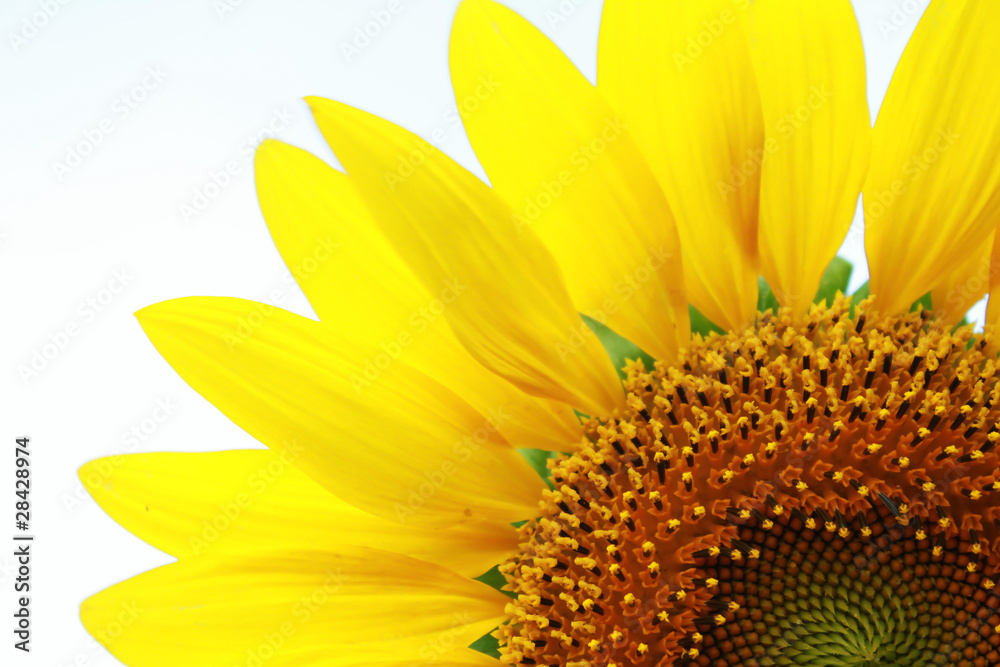 Naklejka premium Sunflowers