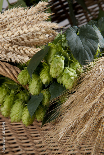 hops with barley