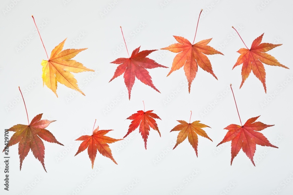 fallen_leaves_160 fallen_leaves_160
