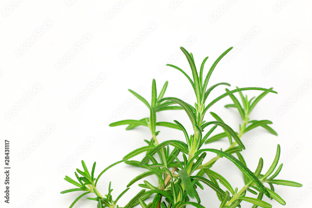 Fototapeta premium rosemary