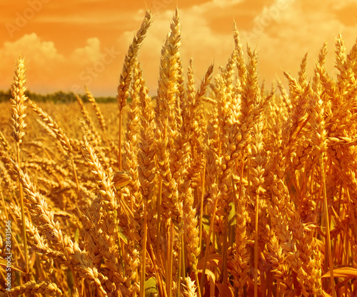 wheat field