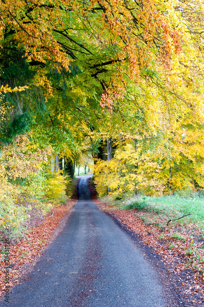 Naklejka premium Autumn landscape