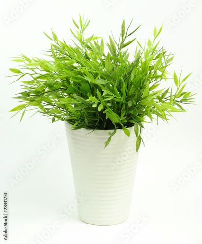 Plastic flower imitation in white pot