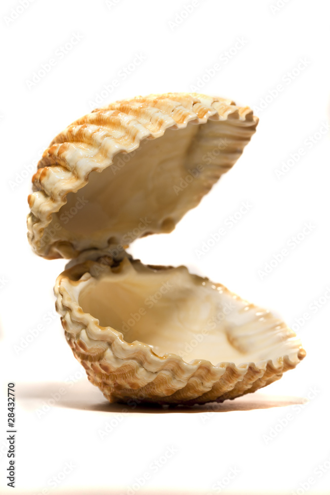 open cockle shell open cockle shell