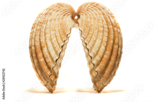 open cockle shell