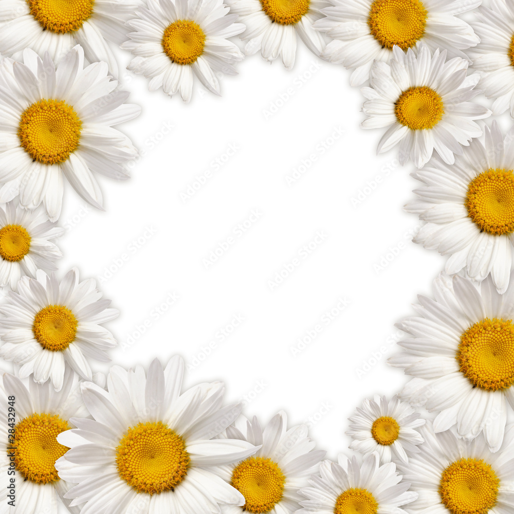 Fototapeta premium chamomiles frame