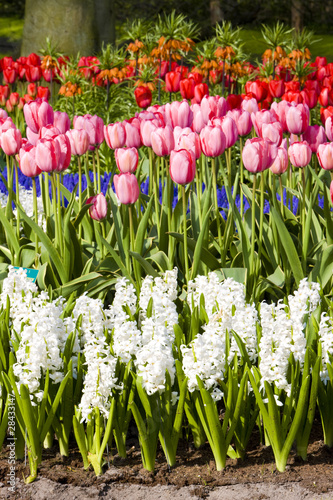 Fototapeta Naklejka Na Ścianę i Meble -  Keukenhof Gardens, Lisse, Netherlands