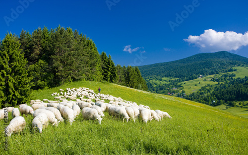 sheep herd, Mala Fatra, Slovakia