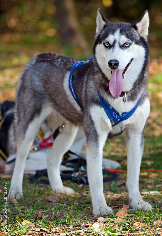 Siberian Husky