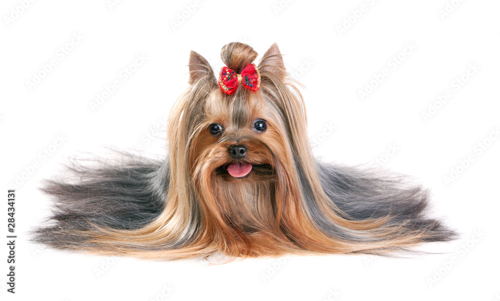 Yorkshire Terrier Yorkshire Terrier