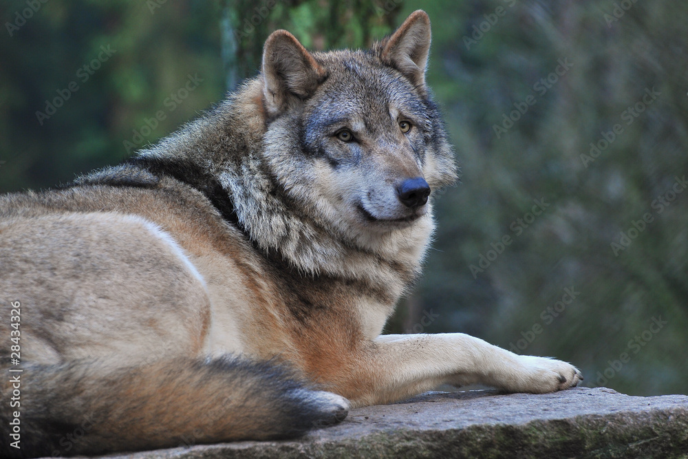 Wolf Wolf