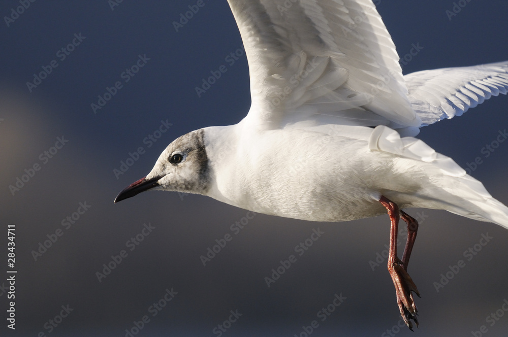 black-headed gull