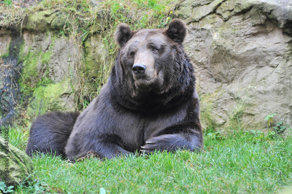 Kodiakbär