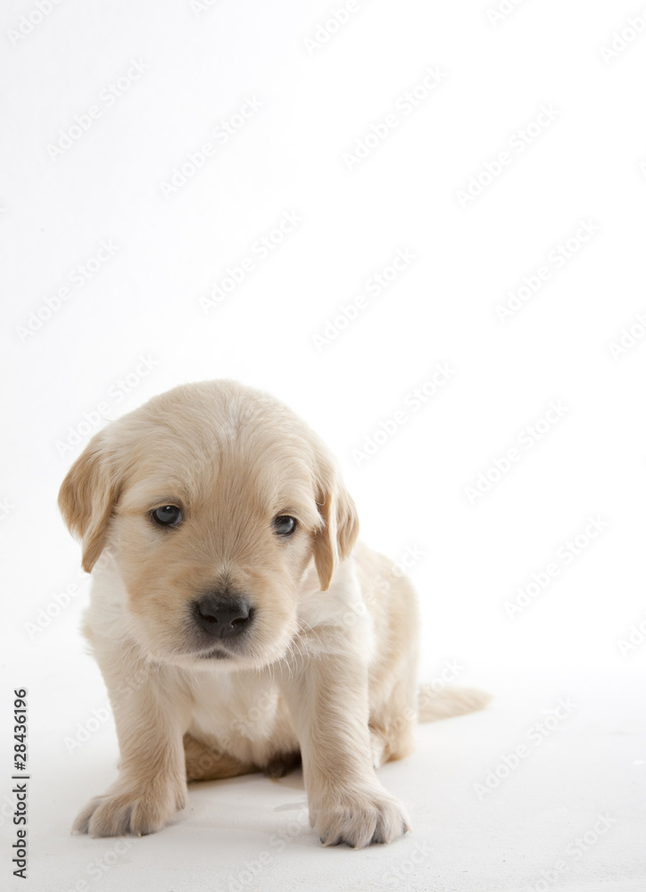 puppy of golden retriever