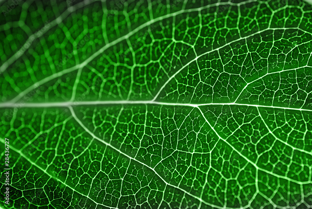 textured green leaf textured green leaf