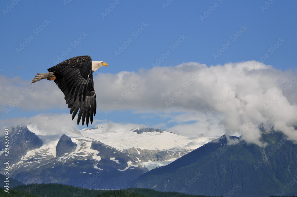 Fototapeta premium american bald eagle superimposed over alaska coastal mountain sc