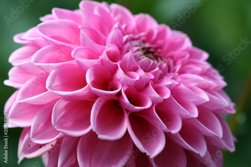 Closeup of a Dahlia in pink color