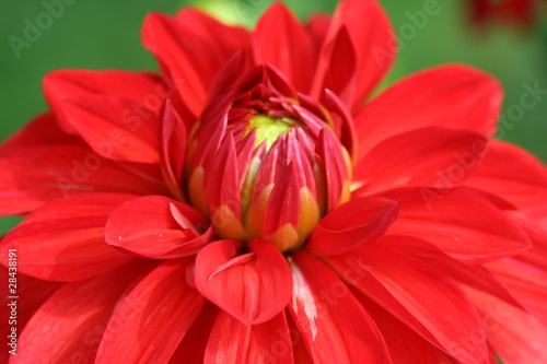 Closeup of a Dahlia in red color